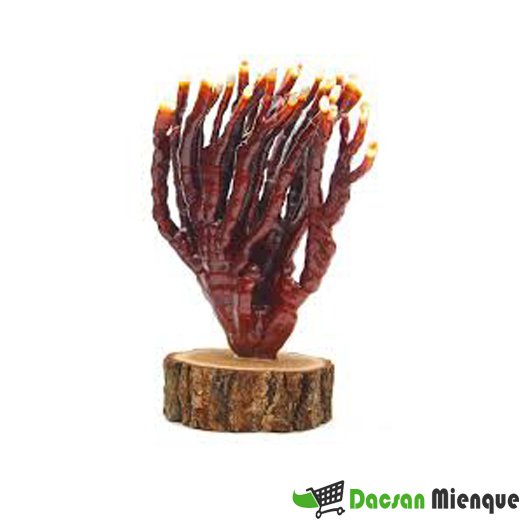 NẤM LINH CHI SỪNG HƯƠU